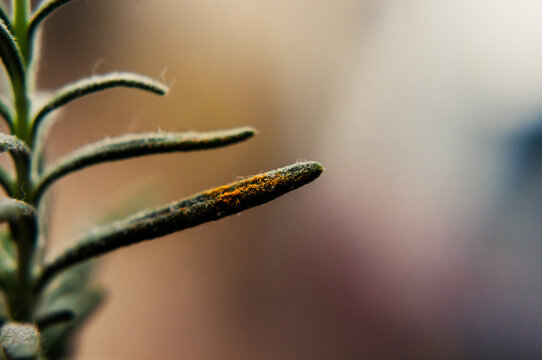 Extreme macro close-up of a textured green plant stem or pine needle with fine details.