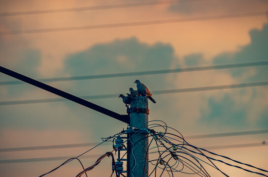 palomas, aves, p&aacute;jaros, fauna urbana, naturaleza, vida silvestre, aves urbanas, grupo de aves, aves posadas, palomas posadas, poste el&eacute;ctrico, poste de concreto, cables el&eacute;ctricos, cableado, infraestr