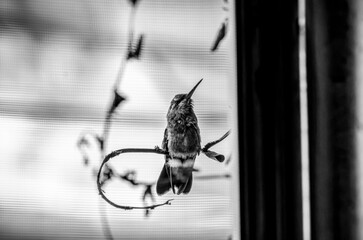 colibrí, ave, pájaro, naturaleza, fauna, vida silvestre, animal, biodiversidad, ornitología, fotografía de naturaleza, fotografía de aves, observación de aves, colibrí pequeño, pico largo, plumaje, pl © fergomez