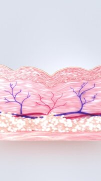 Collagen fiber regeneration and wrinkle reduction. Skin before and after the action of anti-aging cosmetic products. Step-by-step 3D medical animation