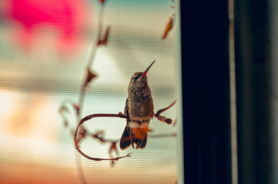 colibr&iacute;, ave, p&aacute;jaro, naturaleza, fauna, vida silvestre, animal, biodiversidad, ornitolog&iacute;a, fotograf&iacute;a de naturaleza, fotograf&iacute;a de aves, observaci&oacute;n de aves, colibr&iacute; peque&ntilde;o, pico largo, plumaje, pl