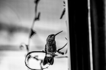 colibrí, ave, pájaro, naturaleza, fauna, vida silvestre, animal, biodiversidad, ornitología, fotografía de naturaleza, fotografía de aves, observación de aves, colibrí pequeño, pico largo, plumaje, pl © fergomez