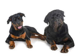 Fototapeta premium rottweilers in studio