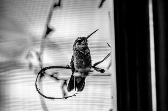 colibr&iacute;, ave, p&aacute;jaro, naturaleza, fauna, vida silvestre, animal, biodiversidad, ornitolog&iacute;a, fotograf&iacute;a de naturaleza, fotograf&iacute;a de aves, observaci&oacute;n de aves, colibr&iacute; peque&ntilde;o, pico largo, plumaje, pl