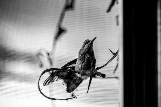 colibr&iacute;, ave, p&aacute;jaro, naturaleza, fauna, vida silvestre, animal, biodiversidad, ornitolog&iacute;a, fotograf&iacute;a de naturaleza, fotograf&iacute;a de aves, observaci&oacute;n de aves, colibr&iacute; peque&ntilde;o, pico largo, plumaje, pl