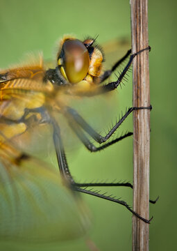 Macro, Detail, Close Up Of The Compound Eye And Head Of A Four Spotted Chaser Dragonfly, Libellula quadrimaculata, Holding Onto A Twig, UK