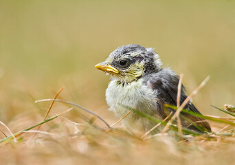 Young Juvenile Fledgling Blue Tit Chick, Cyanistes Caeruleus, Resting,Sitting On Grass Showing Downy Feathers And Yellow Gape Flange, UK © Martin