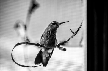 colibrí, ave, pájaro, naturaleza, fauna, vida silvestre, animal, biodiversidad, ornitología, fotografía de naturaleza, fotografía de aves, observación de aves, colibrí pequeño, pico largo, plumaje, pl © fergomez