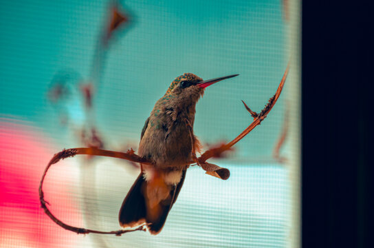 colibr&iacute;, ave, p&aacute;jaro, naturaleza, fauna, vida silvestre, animal, biodiversidad, ornitolog&iacute;a, fotograf&iacute;a de naturaleza, fotograf&iacute;a de aves, observaci&oacute;n de aves, colibr&iacute; peque&ntilde;o, pico largo, plumaje, pl