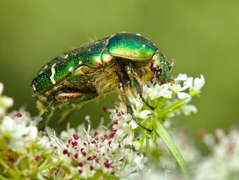 Side View Of A Green Rose Chafer Beetle, Cetonia aurata, Showing Its Metallic Shell Feeding On Flowers Of The Poisonous Hemlock Water Dropwort, Oenanthe crocata, UK