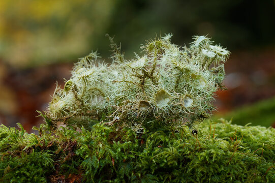 Bushy Clump Of Usnea florida, Flowery Lichen Or Witches Beard Growing In The New Forest UK