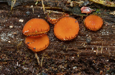 Close Up Of The Common Eyelash Fungus, poss. Scutellinia scutellata, Growing In The New Forest UK © Martin