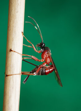 Macro, Close Up Of An Ichneumon Wasp Laying Eggs, Ovipositing On The Stem Of A Reed, New Forest, UK