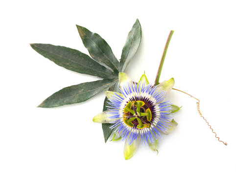 Passiflora in studio