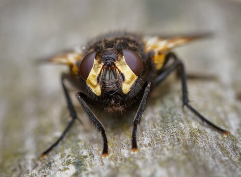 Macro,Close Up Of The Face And Head Of A Noon Fly, Mesembrina meridiana Resting On Wood Showing Compound Eyes, New Forest UK