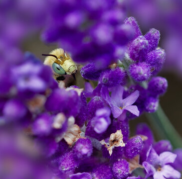 Macro, Close up Of The Face, Head Of A Male Green Eyed Flower Bee, Anthophora bimaculata Peering Through Lavender Flowers, UK