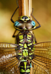 Macro Detail Of The Head And  Compund Eyes Of A Male Southern Hawker Dragonfly, Aeshna cyanea, At Rest, RSPB Arne, Dorset, UK © Martin