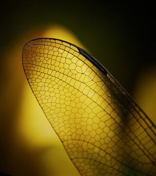 Macro, Close Up Detail Of The Veins, Pterostigma And Construction Of The Wing Of A Dragonfly, UK