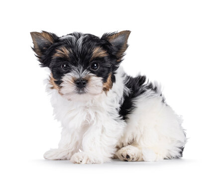 Adorable baby Biewer Terrier dog, sitting up side ways. Looking towards camera with beady eyes. Isolated on a white background.