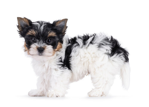 Adorable baby Biewer Terrier dog, standing side ways. Looking towards camera with beady eyes. Isolated on a white background.