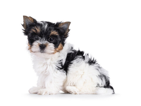Adorable baby Biewer Terrier dog, sitting up side ways. Looking towards camera with beady eyes. Isolated on a white background.