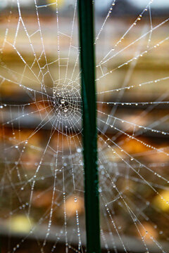 View of a delicate spider web covered in glistening morning dew drops attached to a green post in Mannheim, Baden-Wurttemberg, Germany.