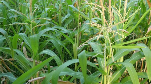 Waxy corns or Zea mays 
