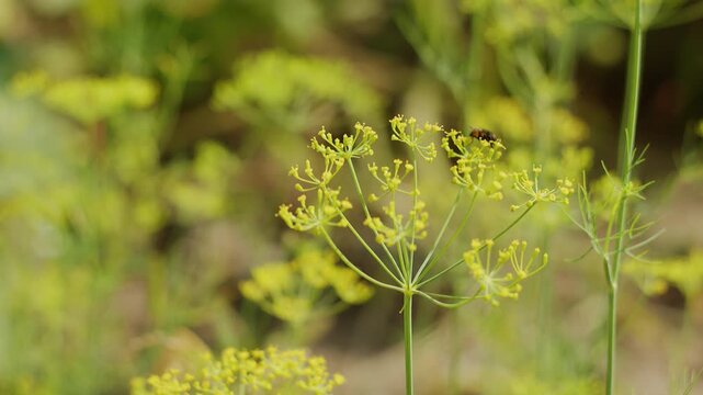 Close up of blooming dill weed flowers with a small fly moving on the umbel