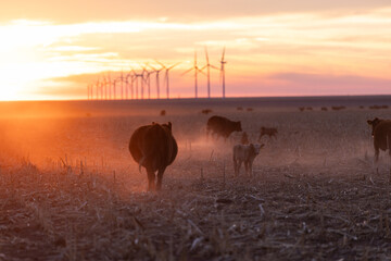 Sunset with cow and calf on stalks © Jacy