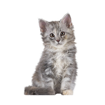 Adorable pastel colored Maine Coon cat kitten, sitting up facing front. Looking straight to camera. Isolated cutout on a transparent background.