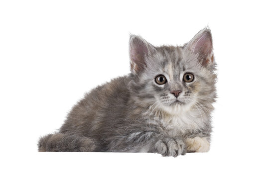 Adorable pastel colored Maine Coon cat kitten, laying down side ways. Looking straight to camera. Isolated cutout on a transparent background.