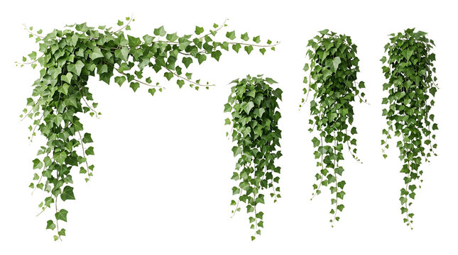 Set of green ivy climber plants hanging down a with botanical decoration ornamental background transparent on transparent background