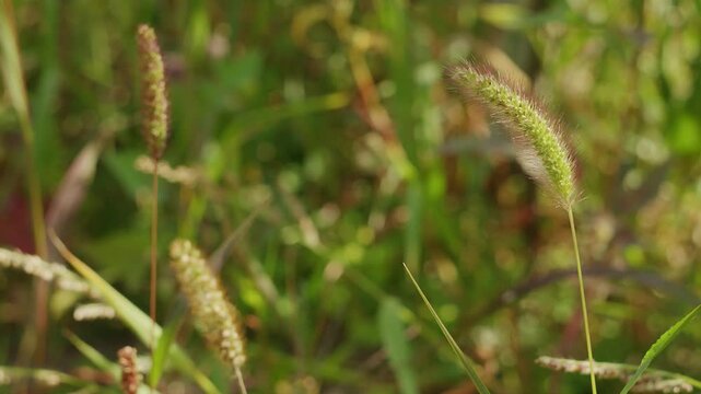 Green foxtail grass heads gently swaying in the wind on a sunny meadow