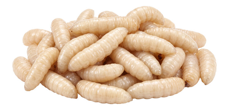 crawling mass of white blowfly maggots and larvae on a transparent background