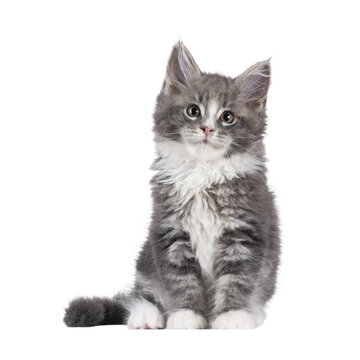 Adorable blue Maine Coon cat kitten, sitting up facing front. Looking straight to camera with cute expression. Isolated cutout on a transparent background.