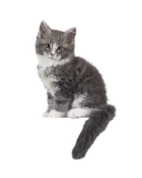 Adorable blue Maine Coon cat kitten, sitting up side ways on an edge Looking straight to camera with cute expression. Isolated cutout on a transparent background.