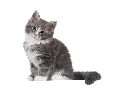 Adorable blue Maine Coon cat kitten, sitting up side ways. Looking straight to camera with cute expression and head tilt. Isolated cutout on a transparent background.