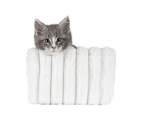 Adorable blue Maine Coon cat kitten, sitting in white pluche basket. Resting head on edge and looking straight to camera with cute expression. Isolated cutout on a transparent background.