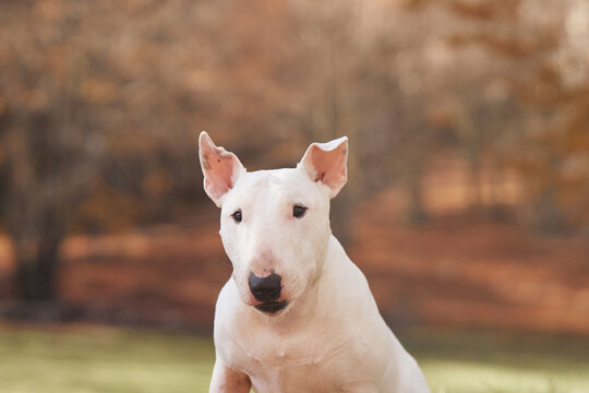 Bull Terrier dog looks directly at the camera against a softly blurred fall background. Close-up portrait highlights distinctive ears, white coat and attentive canine expression.