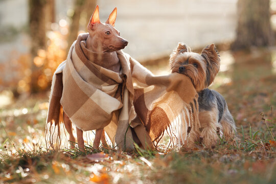American Hairless Terrier dog and Yorkshire Terrier dog stand together in autumn woodland. Warm scarves and soft golden sunlight create a cozy seasonal pet scene.