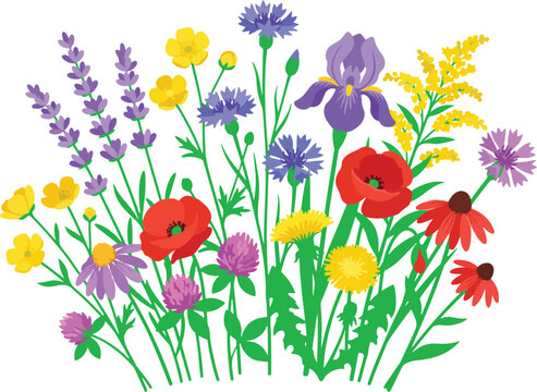 Colorful wild flower bouquet with lavender poppies and daisies in a summer garden