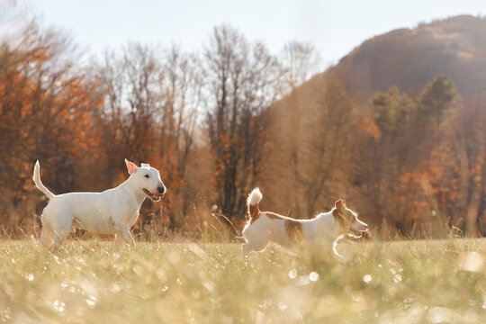 Bull Terrier and American Hairless Terrier dogs explore a golden field together. Distant mountains and warm fall light create a scenic hiking and travel adventure setting.