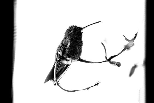 colibr&iacute;, ave, p&aacute;jaro, naturaleza, fauna, vida silvestre, aves silvestres, colibr&iacute; en blanco y negro, fotograf&iacute;a en blanco y negro, alto contraste, silueta, plumaje, plumas, pico largo, ave posada, ram