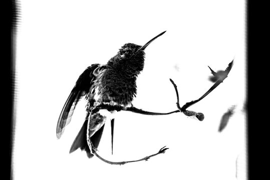 colibr&iacute;, ave, p&aacute;jaro, naturaleza, fauna, vida silvestre, aves silvestres, colibr&iacute; en blanco y negro, fotograf&iacute;a en blanco y negro, alto contraste, silueta, plumaje, plumas, pico largo, ave posada, ram