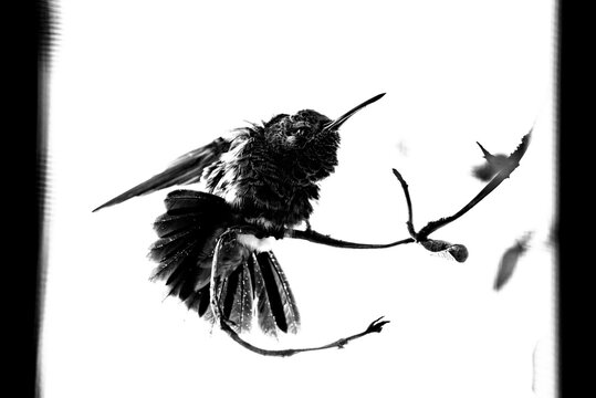 colibr&iacute;, ave, p&aacute;jaro, naturaleza, fauna, vida silvestre, aves silvestres, colibr&iacute; en blanco y negro, fotograf&iacute;a en blanco y negro, alto contraste, silueta, plumaje, plumas, pico largo, ave posada, ram