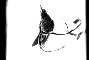 colibrí, ave, pájaro, naturaleza, fauna, vida silvestre, aves silvestres, colibrí en blanco y negro, fotografía en blanco y negro, alto contraste, silueta, plumaje, plumas, pico largo, ave posada, ram © fergomez