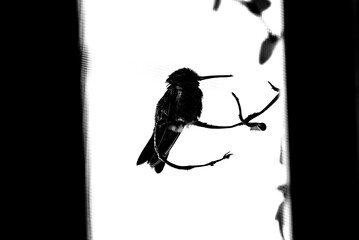 colibrí, ave, pájaro, naturaleza, fauna, vida silvestre, aves silvestres, colibrí en blanco y negro, fotografía en blanco y negro, alto contraste, silueta, plumaje, plumas, pico largo, ave posada, ram © fergomez
