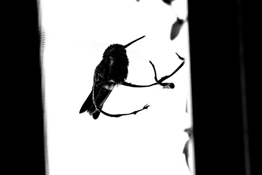 colibr&iacute;, ave, p&aacute;jaro, naturaleza, fauna, vida silvestre, aves silvestres, colibr&iacute; en blanco y negro, fotograf&iacute;a en blanco y negro, alto contraste, silueta, plumaje, plumas, pico largo, ave posada, ram