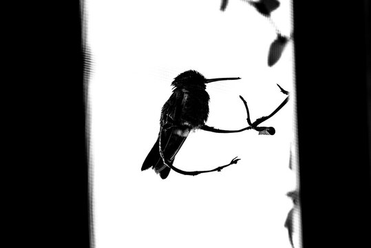 colibr&iacute;, ave, p&aacute;jaro, naturaleza, fauna, vida silvestre, aves silvestres, colibr&iacute; en blanco y negro, fotograf&iacute;a en blanco y negro, alto contraste, silueta, plumaje, plumas, pico largo, ave posada, ram