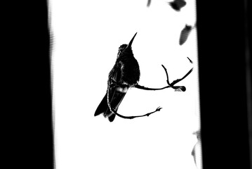 colibrí, ave, pájaro, naturaleza, fauna, vida silvestre, aves silvestres, colibrí en blanco y negro, fotografía en blanco y negro, alto contraste, silueta, plumaje, plumas, pico largo, ave posada, ram © fergomez